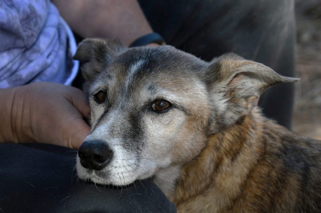 Happy dog being petted