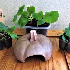 Toad Abode with Squash Plants