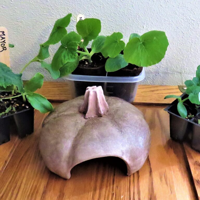 Toad Abode with Squash Plants