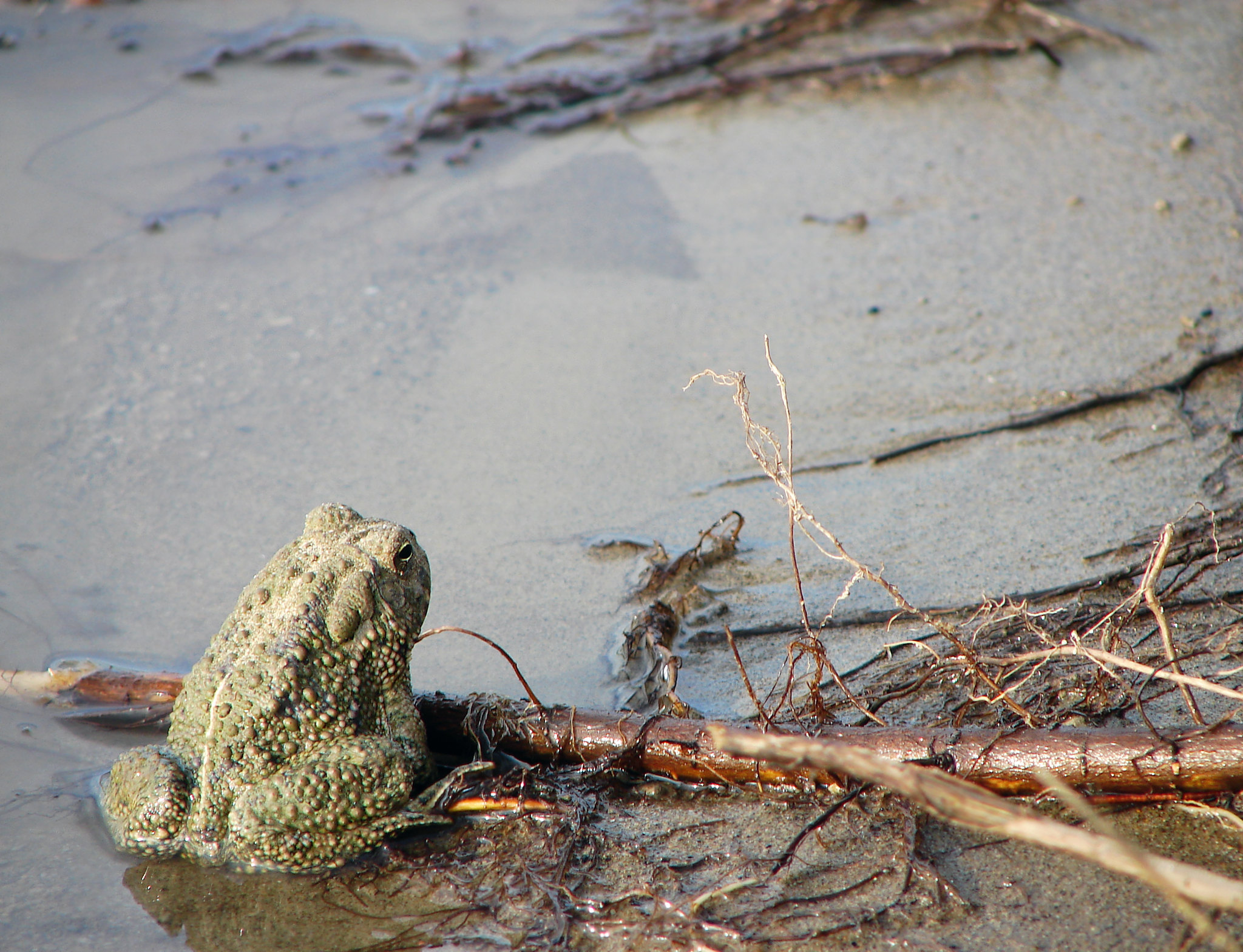 Woodhouse Toad Anaxyrus Woodhousii