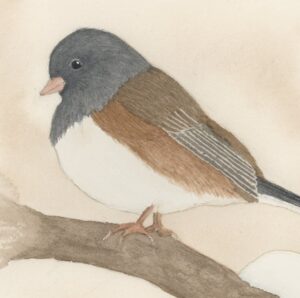 Watercolor painting of a small junco bird on a branch